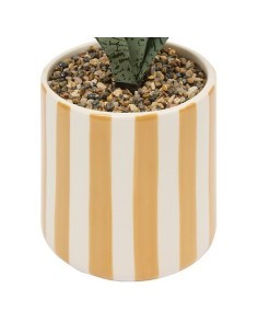 Sansevieria Chéri, altezza 38 cm, vaso ceramica assortito, 11,5 x 11,5 x 38 cm