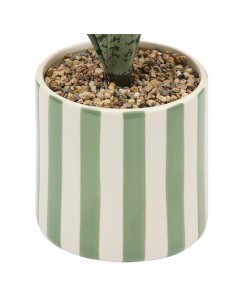 Sansevieria Chéri, altezza 38 cm, vaso ceramica assortito, 11,5 x 11,5 x 38 cm
