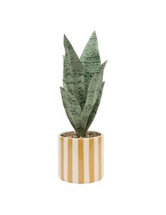 Sansevieria Chéri, altezza 38 cm, vaso ceramica assortito, 11,5 x 11,5 x 38 cm