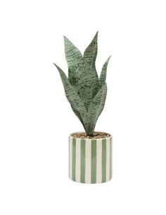 Sansevieria Chéri, altezza 38 cm, vaso ceramica assortito, 11,5 x 11,5 x 38 cm