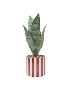 Sansevieria Chéri, altezza 38 cm, vaso ceramica assortito, 11,5 x 11,5 x 38 cm