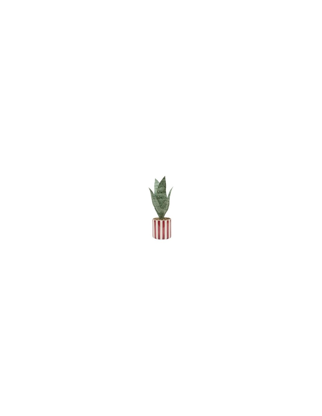 Sansevieria Chéri, altezza 38 cm, vaso ceramica assortito, 11,5 x 11,5 x 38 cm