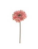 STELO 6955-24 GERBERA CORALLO