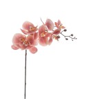 STELO 6957-24 PHALENOPSIS CORALLO