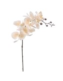 STELO 6957-31 PHALENOPSIS BEIGE
