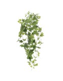 PIANTA 4137-09 CALANTE EDERA