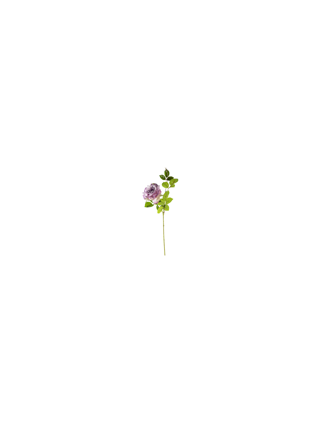 ROSA 18140035-61 70CM LILAC