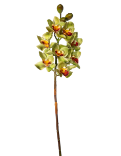 PIANTA 2700303-01 CIMBYDIUM 75CM VERDE 8 FIORI