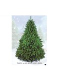 Albero Silvestre, 150 cm, 200 LED bianco caldo, giochi di luce, la magia di Natale