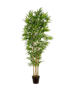 PIANTA 0172386 BAMBOO H185CM CON VASO