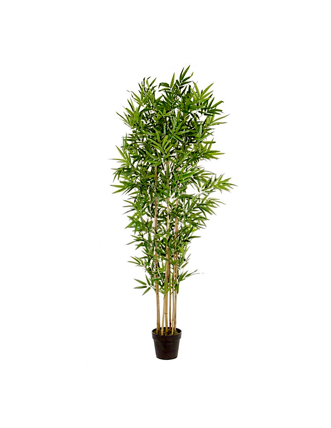 PIANTA 0172386 BAMBOO H185CM CON VASO