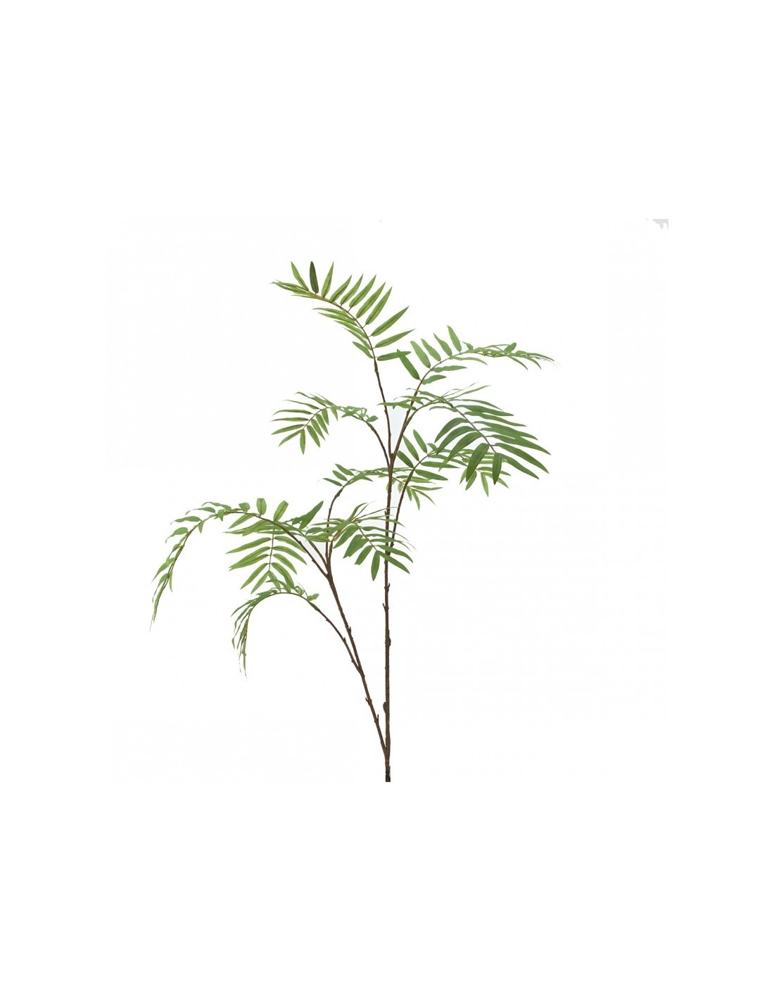 CHAMADOREA 1562 ASSORT su TreG Ingrosso