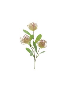 LEUCUSPERMUM 4325 X3 CREMA su TreG Ingrosso