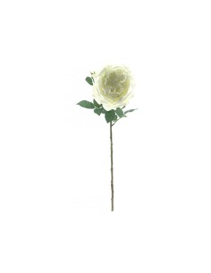 ROSA 6971 GARNETTE FUCSIA su TreG Ingrosso