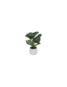 PIANTA 185462 MARANTA CON VASO 30X45CM su TreG Ingrosso