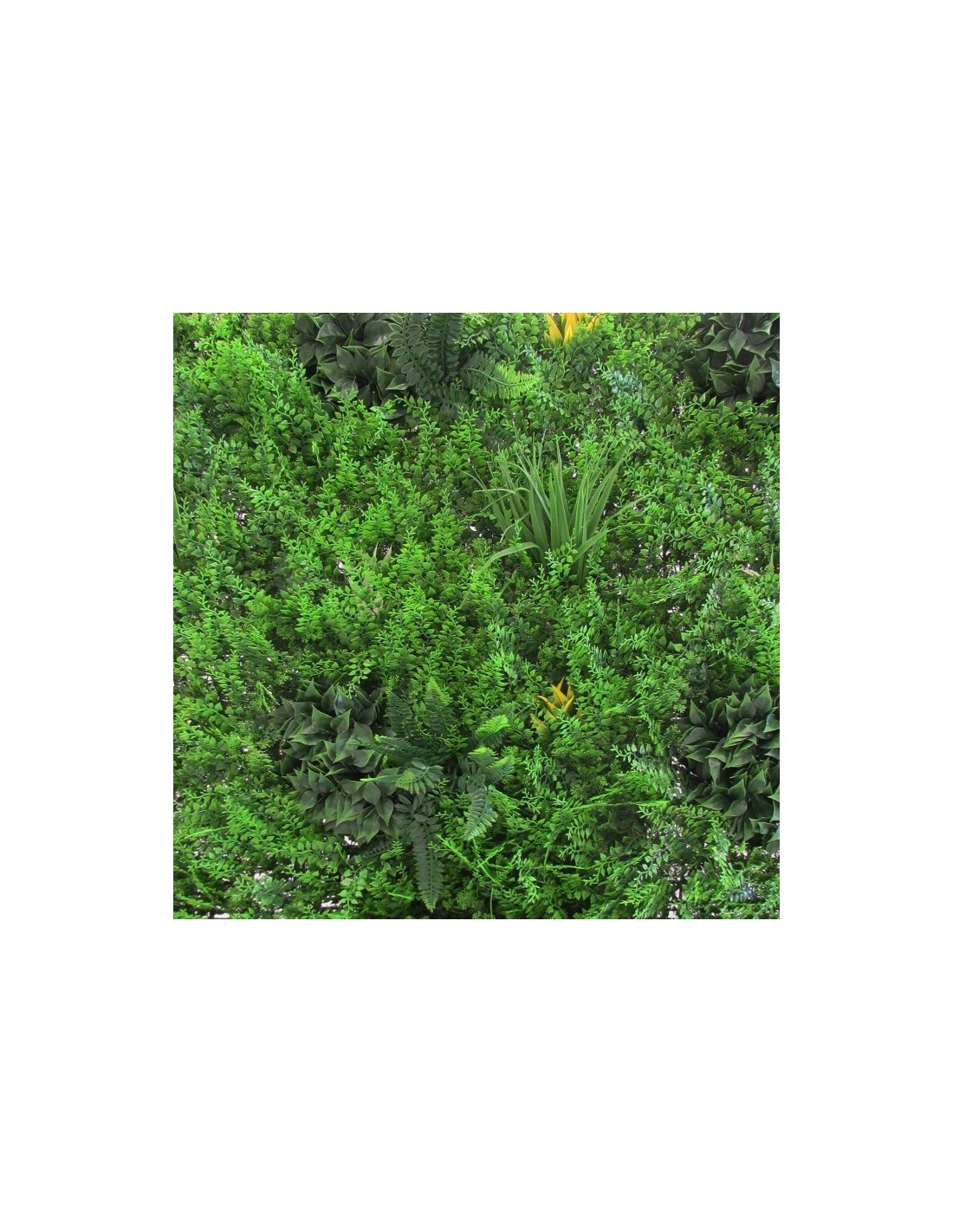 SIEPE SEMPREVERDE 790/0 100X100CM GELSOMINO su TreG Ingrosso