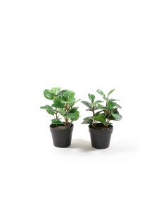 PIANTA 11292 VASO PLASTICA 23CM ASSORTITO su TreG Ingrosso
