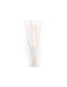 STELO PAMPAS AVORIO 10 RAMI 70CM su TreG Ingrosso
