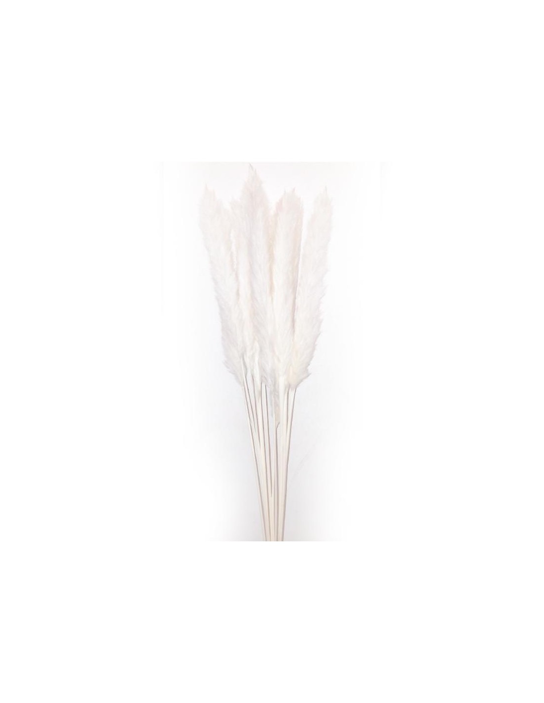 STELO PAMPAS AVORIO 10 RAMI 70CM su TreG Ingrosso