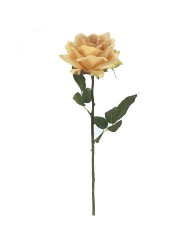 ROSA 9550 HERITAGE ASSORTITO su TreG Ingrosso