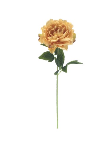 PEONIA 9552 HERITAGE ASSORTITO su TreG Ingrosso