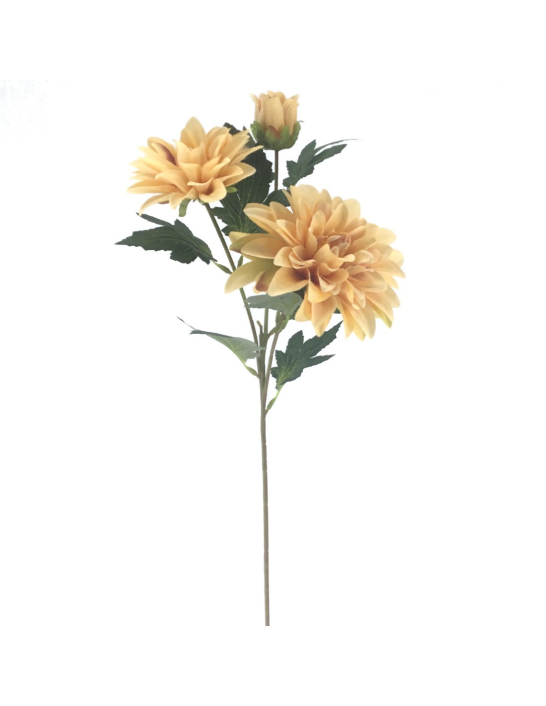 DAHLIA 9554 X3 HERITAGE ASSORTITO su TreG Ingrosso