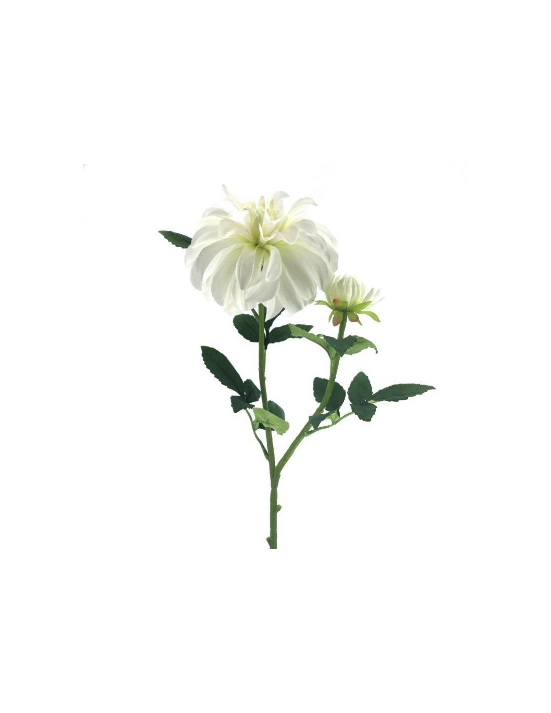 DAHLIA 6818 ASSORTITO su TreG Ingrosso