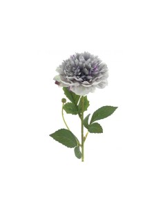 PEONIA HERITAGE 9551 ASSORTITO su TreG Ingrosso
