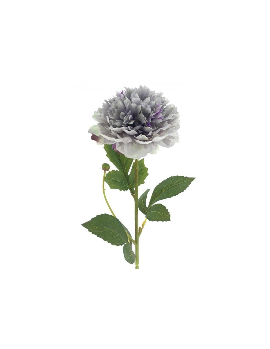 PEONIA HERITAGE 9551 ASSORTITO su TreG Ingrosso