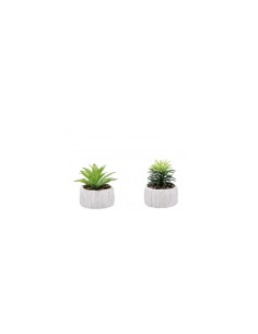 PIANTA GRASSA 82293 CON VASO 9X12CM ASSORTITO su TreG Ingrosso