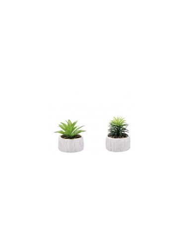 PIANTA GRASSA 82293 CON VASO 9X12CM ASSORTITO su TreG Ingrosso