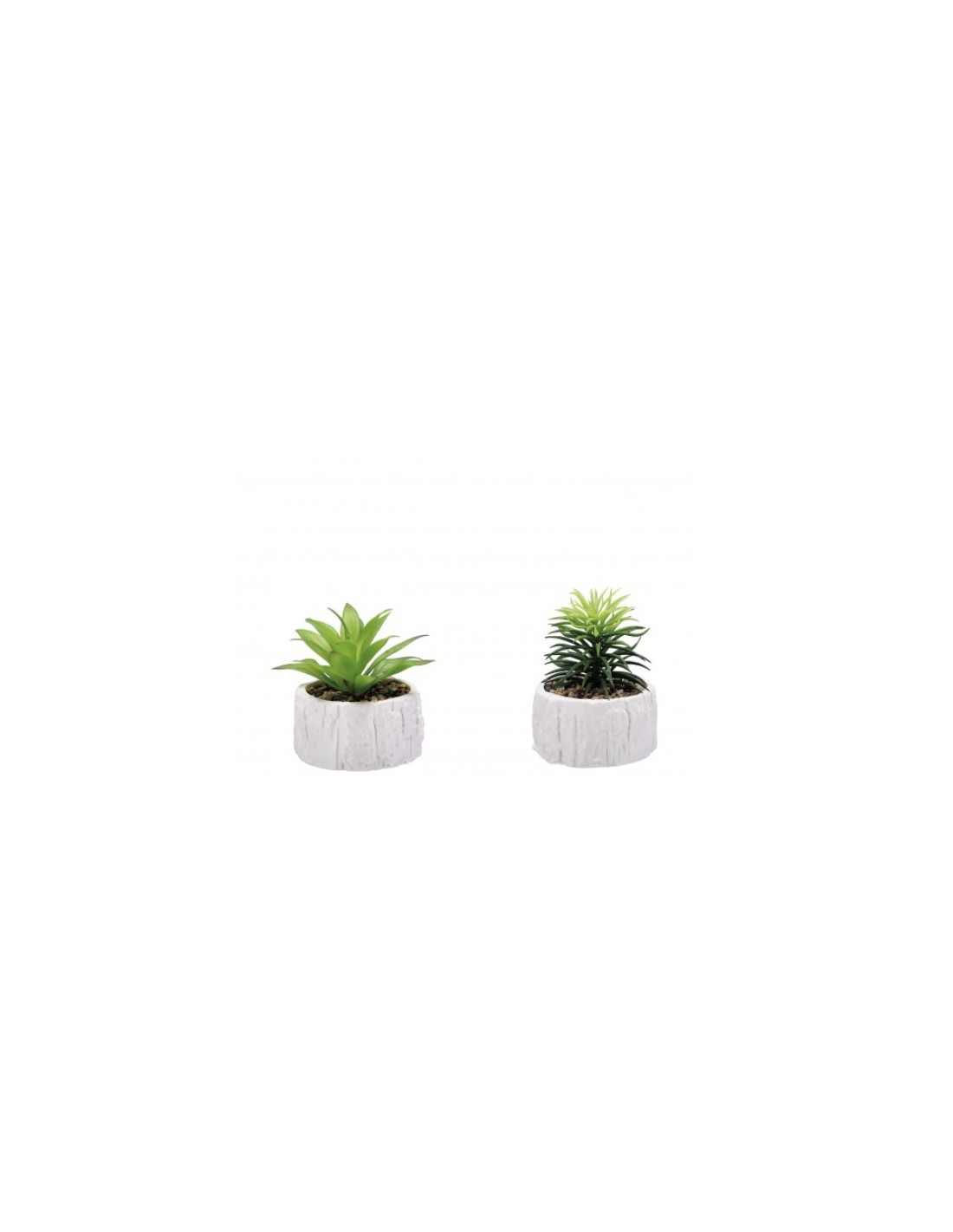PIANTA GRASSA 82293 CON VASO 9X12CM ASSORTITO su TreG Ingrosso