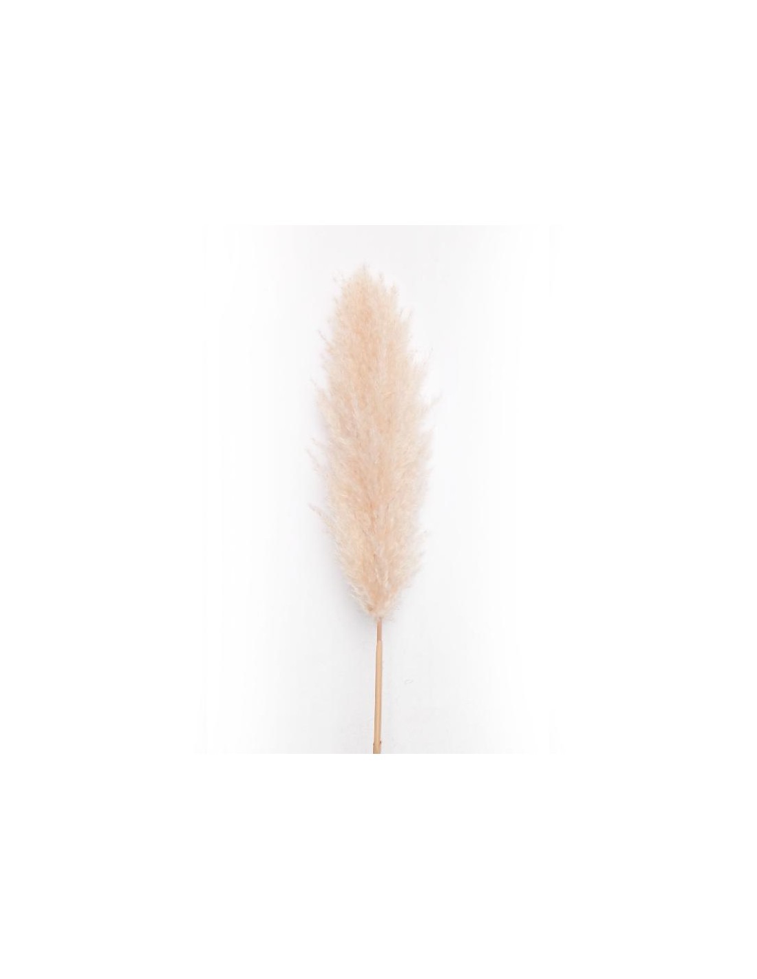 STELO PAMPAS AVORIO 160CM su TreG Ingrosso