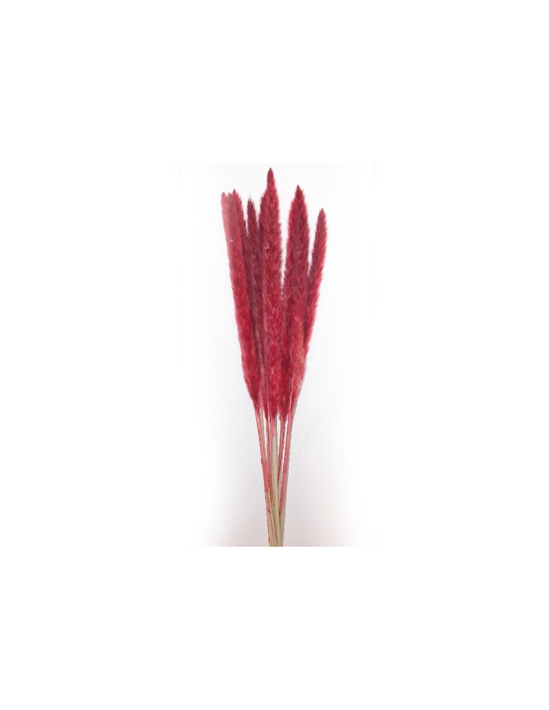 STELO PAMPAS ROSSO 10 RAMI 70CM su TreG Ingrosso