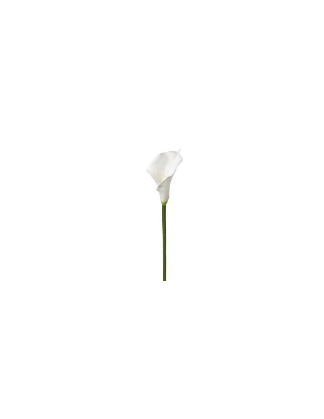 PIANTA 121515 STELO DI ARUM H75CM BIANCO