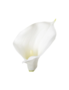 PIANTA 121515 STELO DI ARUM H75CM BIANCO 2