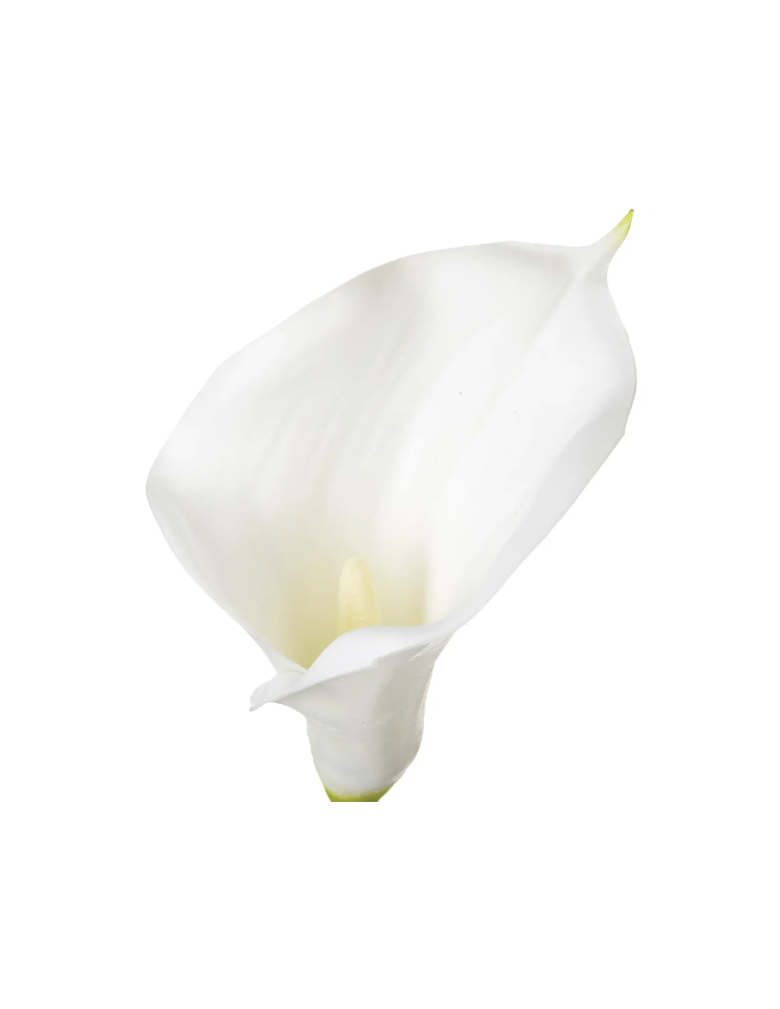 PIANTA 121515 STELO DI ARUM H75CM BIANCO