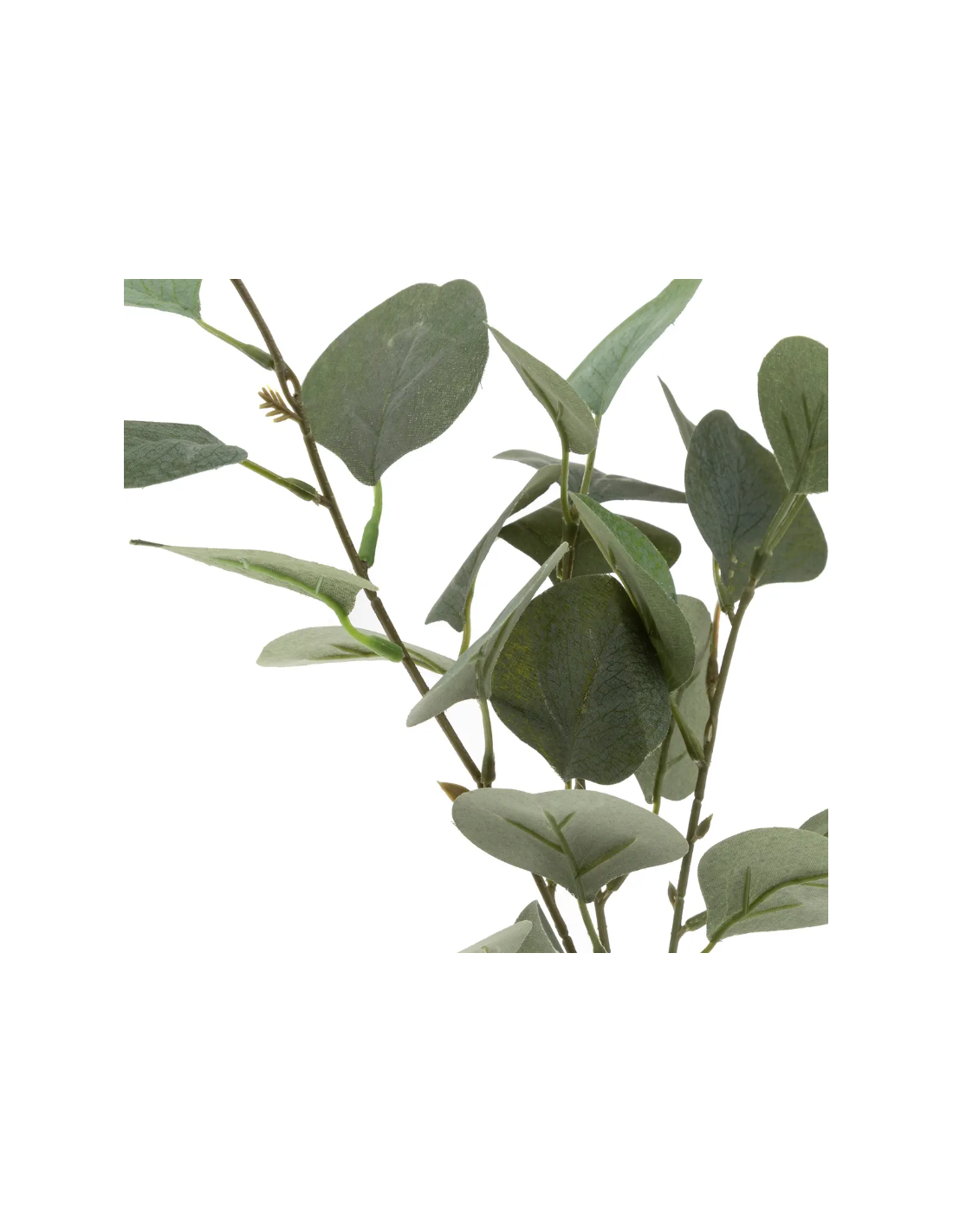 RAMO EUCALIPTO 168579 IN BOTTIGLIA H45CM CON CORDA