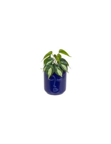 PIANTA 198130 SOLEYA H30CM VASO CERAMICA BLU