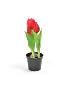 TULIPANO 12565 ROSSO GOMMA 21CM CON VASO
