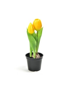 TULIPANO 12572 GIALLO GOMMA 21CM CON VASO