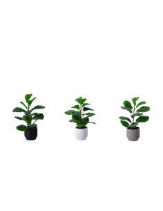 PIANTA 102175 CON VASO 13X42CM ASSORTITO