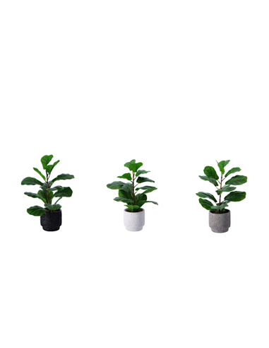 PIANTA 102175 CON VASO 13X42CM ASSORTITO