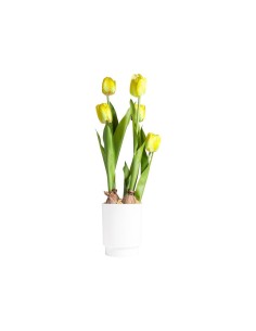 TULIPANO 28030 GIALLO CON VASO 13X58CM