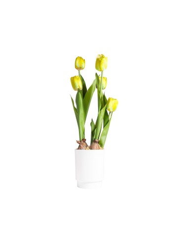 TULIPANO 28030 GIALLO CON VASO 13X58CM
