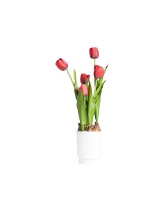 TULIPANO 28047 ROSSO CON VASO 13X58CM