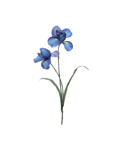 FIORE 1213-10 IRIS BLU