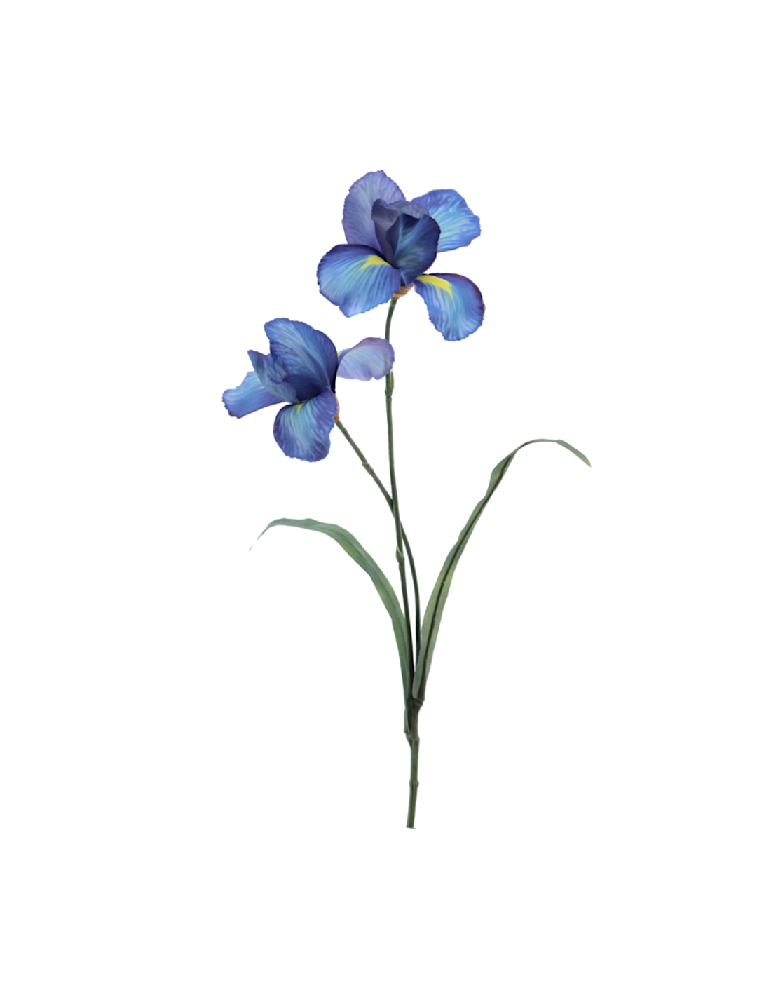 FIORE 1213-10 IRIS BLU