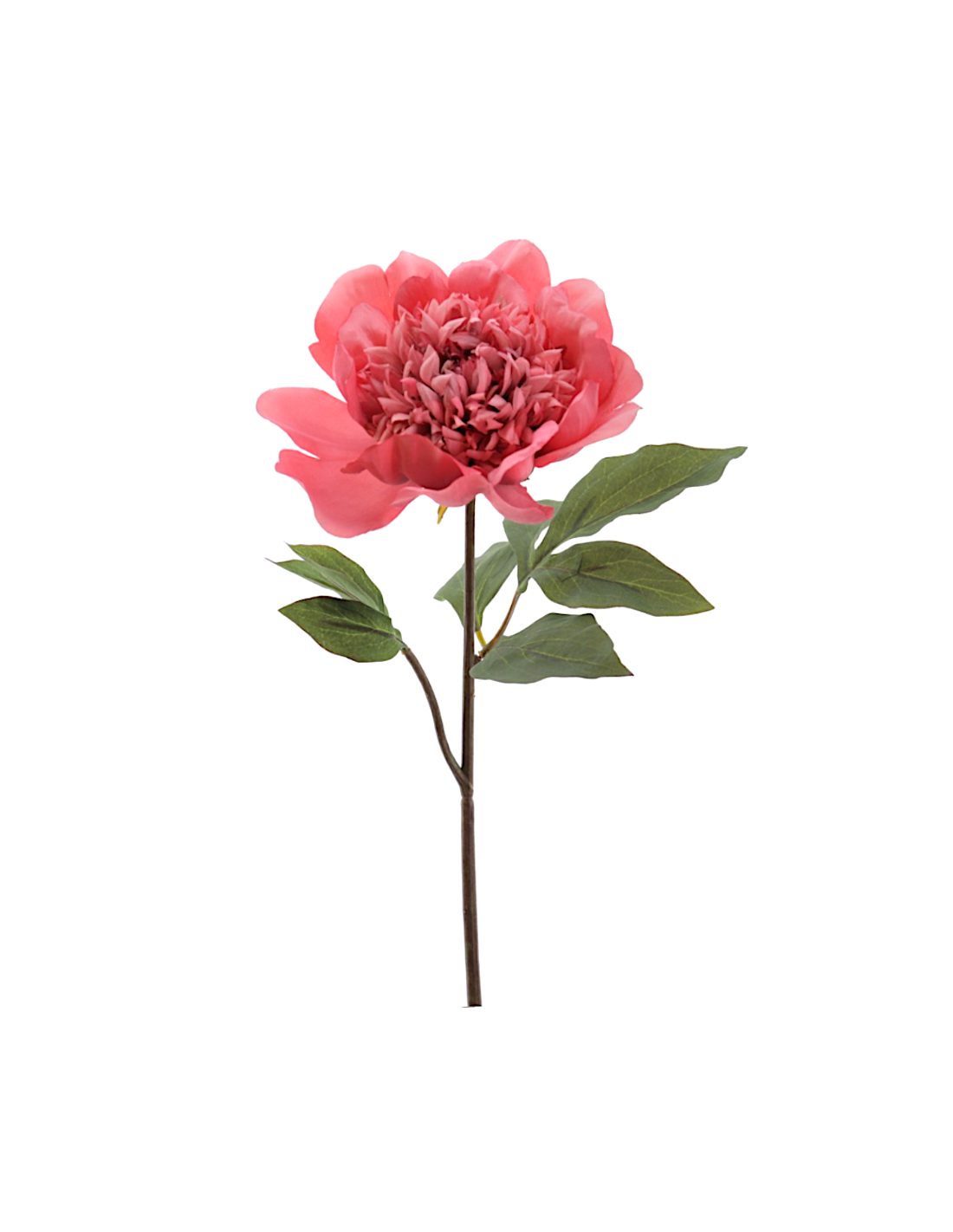 FIORE 1423-24 PEONIA CORALLO