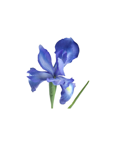 FIORE 2046-10 IRIS GERMANICA BLU